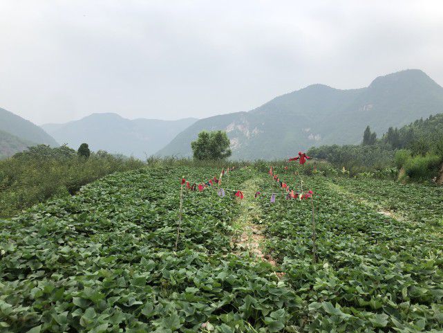 清必一运动官方明上坟要趁早俗话说：早清明晚寒衣春送钱粮秋送衣啥意思(图5)