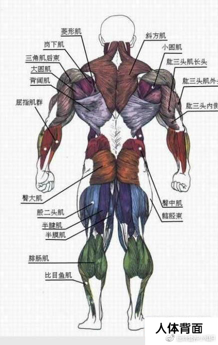 健身房器械演示大全(GIF版) 健身新手建议必一运动官方收藏。(图2)